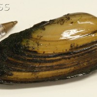 Painter's Mussel
